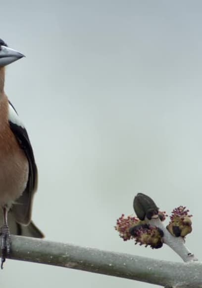 S01:E01 - Feathered Friends poster