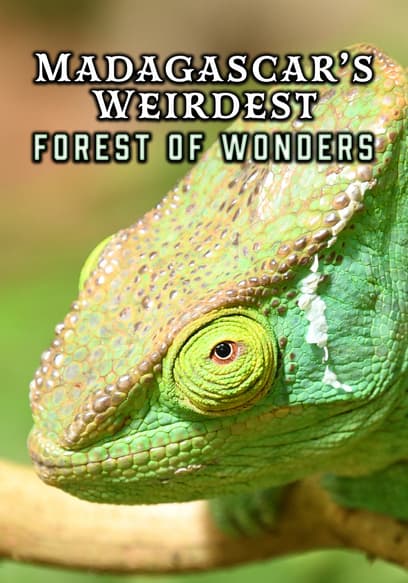 Madagascar's Weirdest: Forest of Wonders