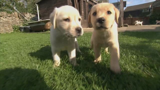S01:E16 - Litter Model Puppies
