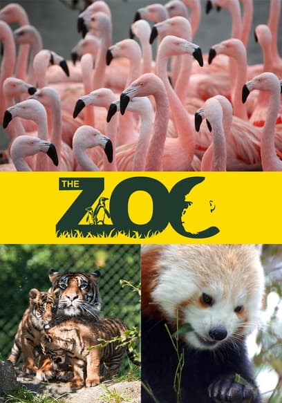 The Zoo poster