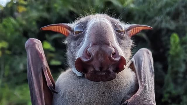 S01:E08 - Nature's Greatest Mysteries: Smart Animals, Lost Species, and Rare Discoveries