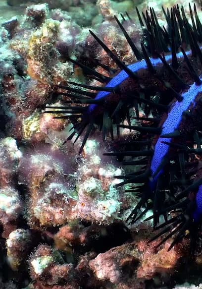 Póster de S01:E14 - Searching for Zebra Sharks in the Indian Ocean