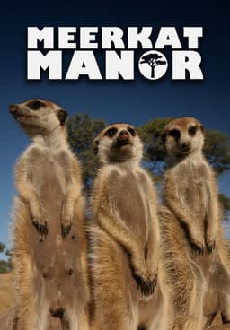 Watch Meerkat Manor Season 2 Streaming Online | Tubi Free TV