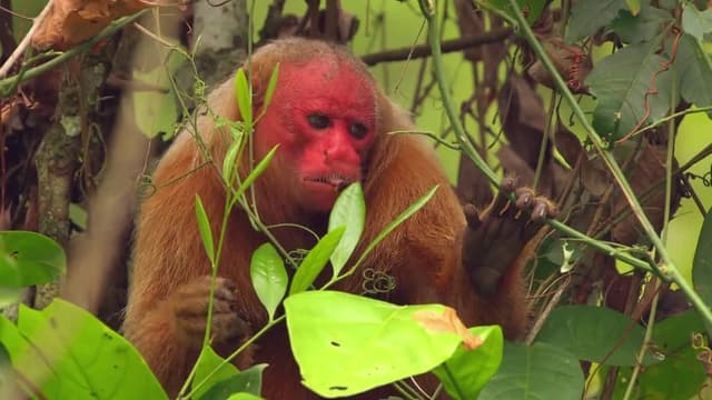 S01:E06 - Amazon: The Great Flood