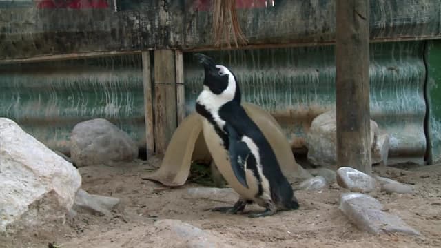 S01:E08 - Sole Survivor