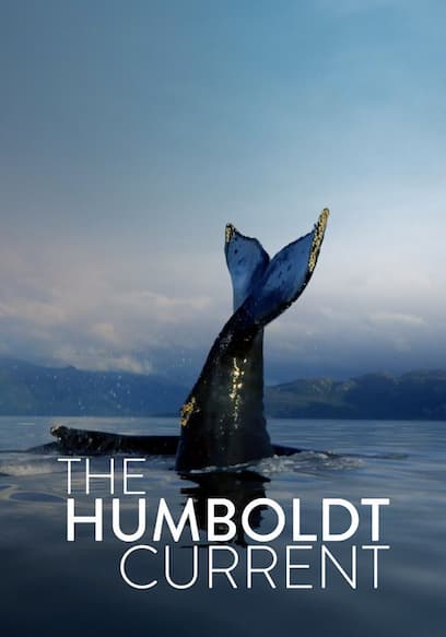 The Humboldt Current