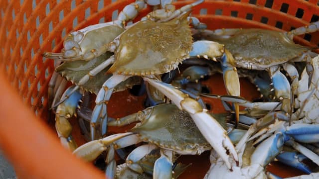 S08:E03 - Ghosts of the Ches (Pt. 1)