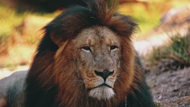 S01:E07 - A Billionaire Is Secretly Saving All the Animals on This Planet?