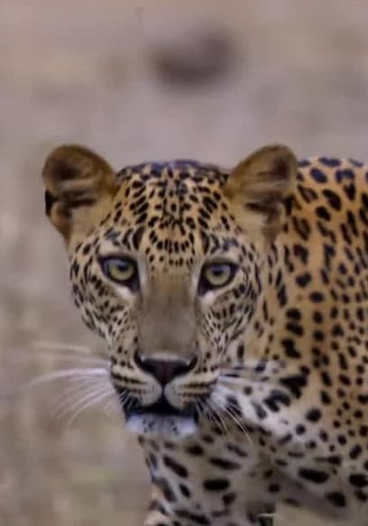 S01:E05 - Las vidas secretas de los leopardos poster