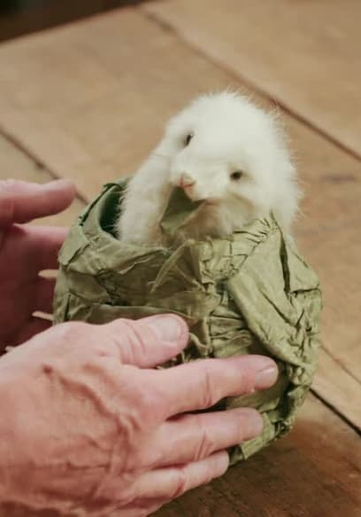S02:E10 - Treasure Chest, Life Guard Helmet and Rabbit in a Cabbage Toy poster