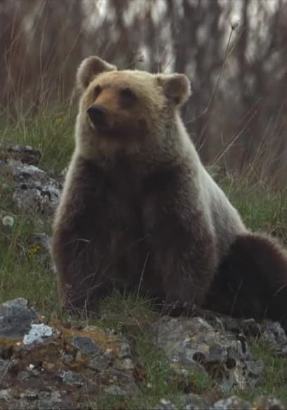 S01:E02 - Italian Bears poster