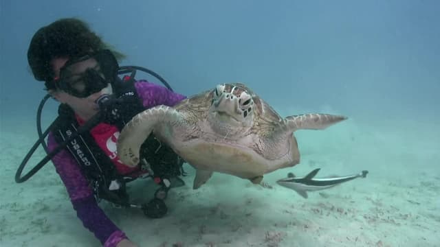 S07:E05 - Endangered Angel Sharks in California’s Channel Islands + IMAX Filmmakers