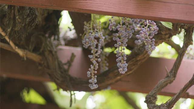 S01:E05 - The Oldest Vine