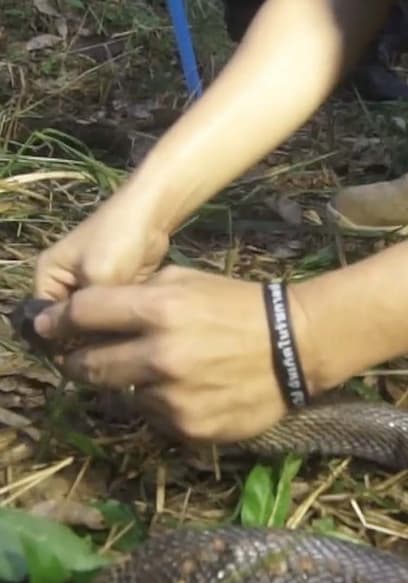 S01:E14 - Trailing Giant King Cobras of Southern Thailand (Pt. 1) poster