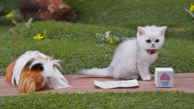 S01:E08 - Cupcake Delivery / Pants’ Talent / Cataversary