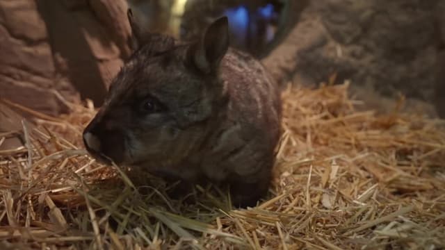 S03:E11 - Feeding the Zoo