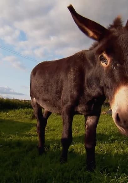 S01:E12 - Teddy Community Donkey poster