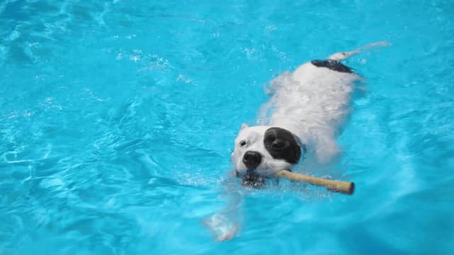 S01:E04 - Diamond in the Ruff