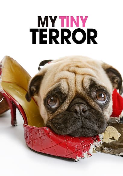 S01:E03 - My Dog Is Ruining My Love Life