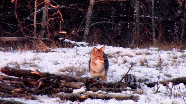 S11:E25 - The Shockey Family Whitetail Stand