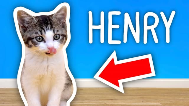 S01:E09 - I Got a KITTEN! + Cat MYSTERY Boxes...