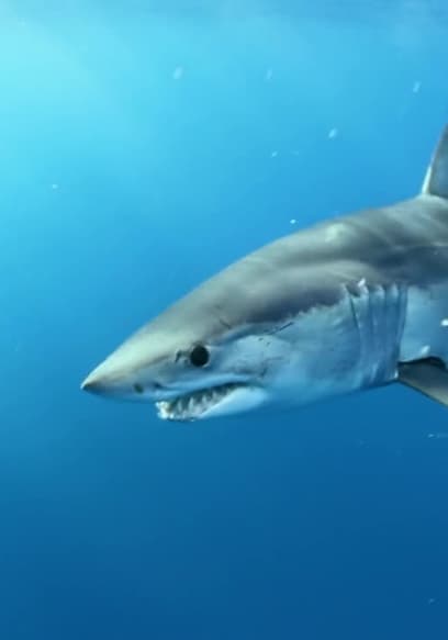 S01:E08 - Monster Mako poster