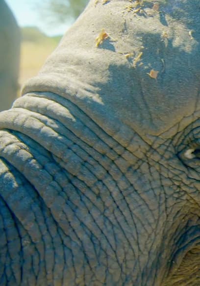 S01:E02 - Elephants poster