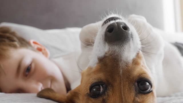 S01:E09 - Do Dogs Really Love Us?