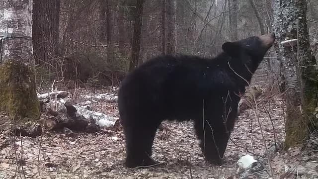 S01:E09 - Black Bear Bow Hunt