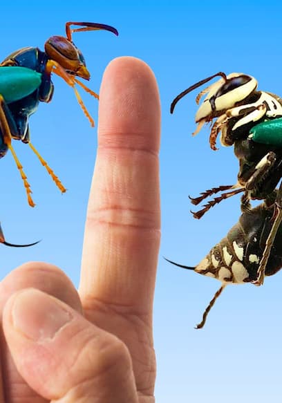 S01:E11 - Stung Twice - Wasp vs Hornet! poster