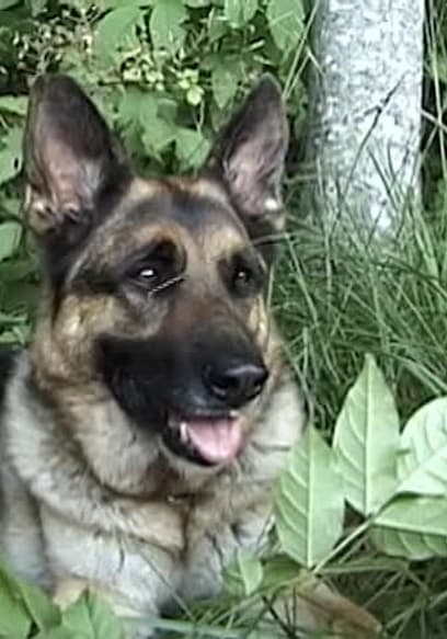 S01:E02 - EPISODE 2: Bruno: An American Police Dog & Honey: Companion Dog poster