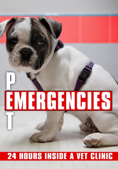 Pet Emergencies: 24 Hours Inside a Vet Clinic