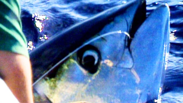 S01:E06 - Big Boat Big Fish: Part 2