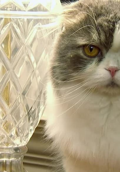 S01:E01 - American Shorthair and More poster