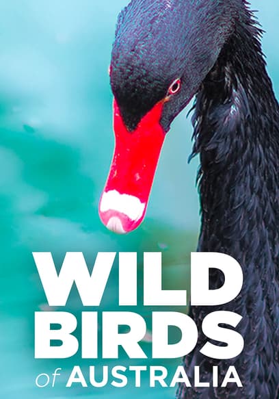 Wild Birds of Australia