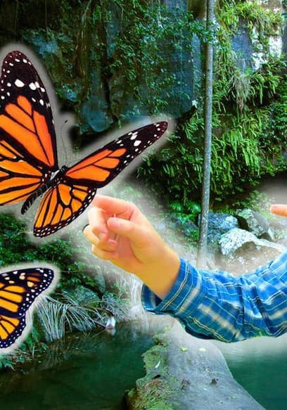 S01:E03 - Let's Visit a Butterfly Sanctuary! / Snow Cone Truck Tour poster