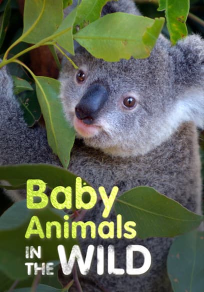 S01:E05 - Jungle Babies