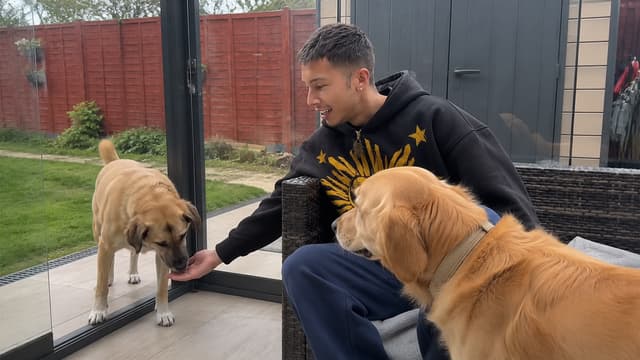 The Golden Kobe Family: Rescue Dogs