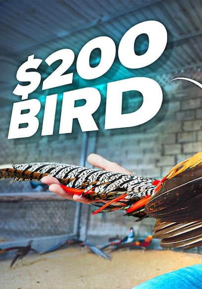 S02:E02 - Rare Birds poster