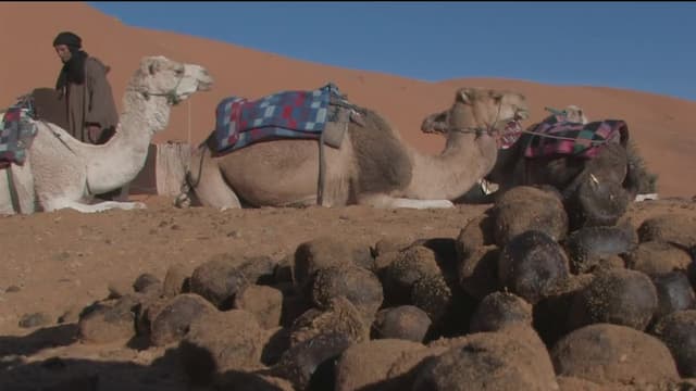 S01:E26 - Waste Not Want Not