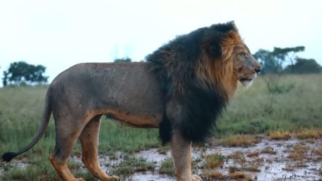 S01:E04 - Why Our Lions Are So Strong – What Lions Get Fed