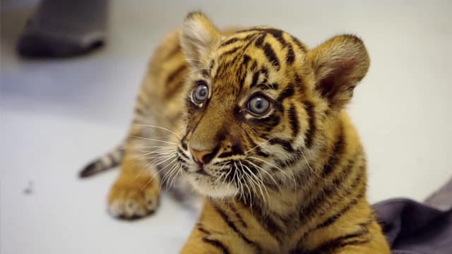 S03:E02 - Tiger Triplets