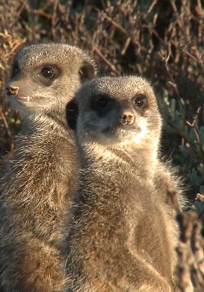 S01:E05 - Meerkats poster