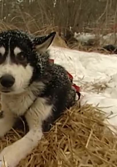 S01:E13 - EPISODE 13: Sled Dog poster