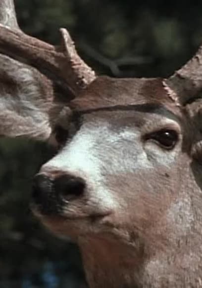 S03:E301 - Antlered Kingdom poster