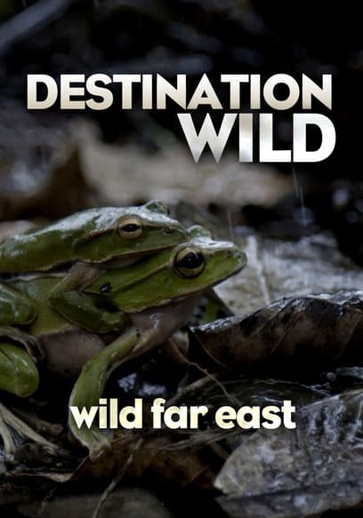 Destination Wild: Wild Far East poster