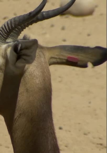 S03:E09 - Animal Athletes poster