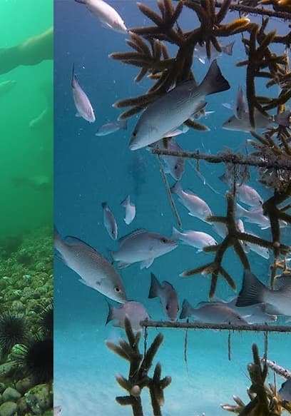 S01:E08 - Ocean Friends poster
