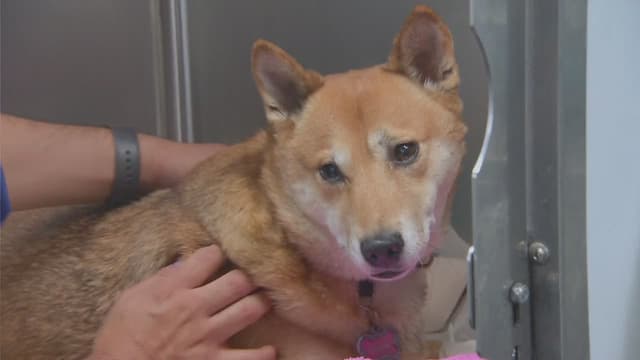 S08:E07 - New Body for Lolly