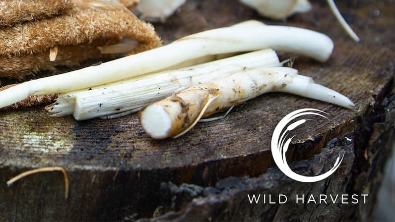 Wild Harvest (2022) poster